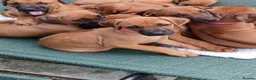 Rhodesian Ridgeback dogs for sale: Pedigree Rhodesian Ridgeback puppies.  - Advert 5