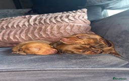 Miniature Dachshund dogs for sale: 3 gorgeous miniature daschunds - Image 24