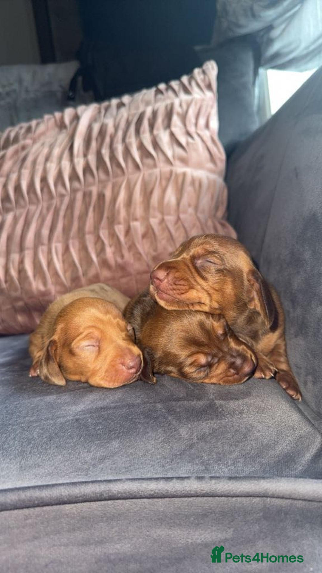 Miniature Dachshund dogs for sale: 3 gorgeous miniature daschunds - Image 24