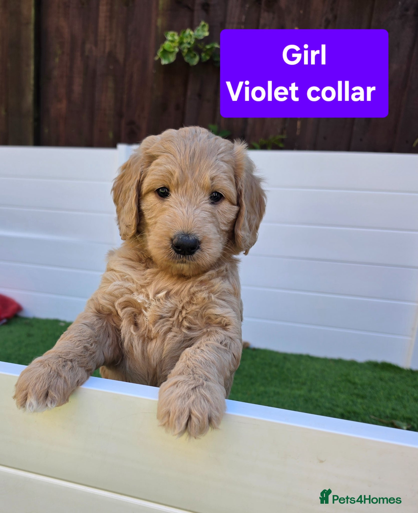 Goldendoodle dogs Multige. Goldendoodle Puppies. Parents DNA clear!! - Advert 2