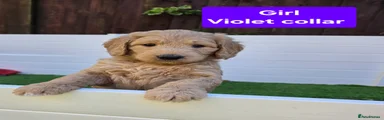 Goldendoodle Puppy 4