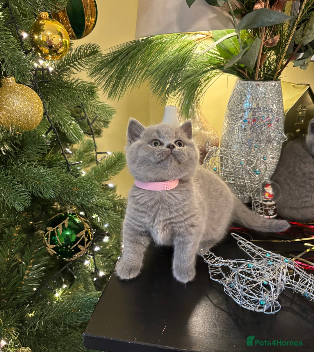British Shorthair cats for sale: Full British shorthair kittens, London - Advert 4