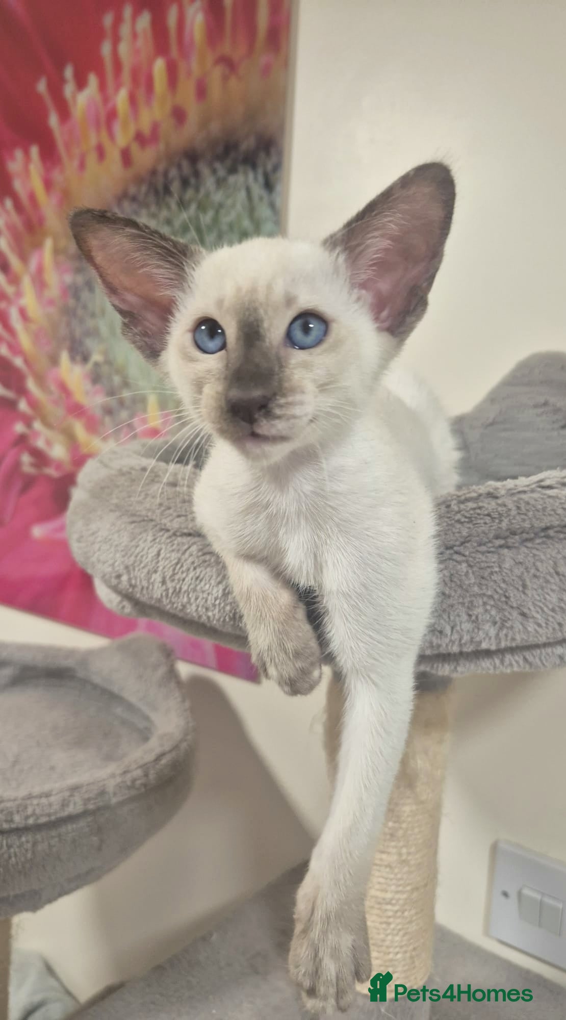 Oriental cats Oriental and Siamese kittens. - Advert 2