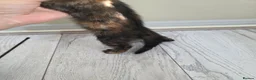 Bengal cats for sale: Stunning Bengal Cross Kittens - Advert 29