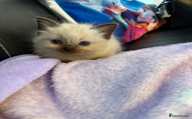 Ragdoll cats - Advert 16