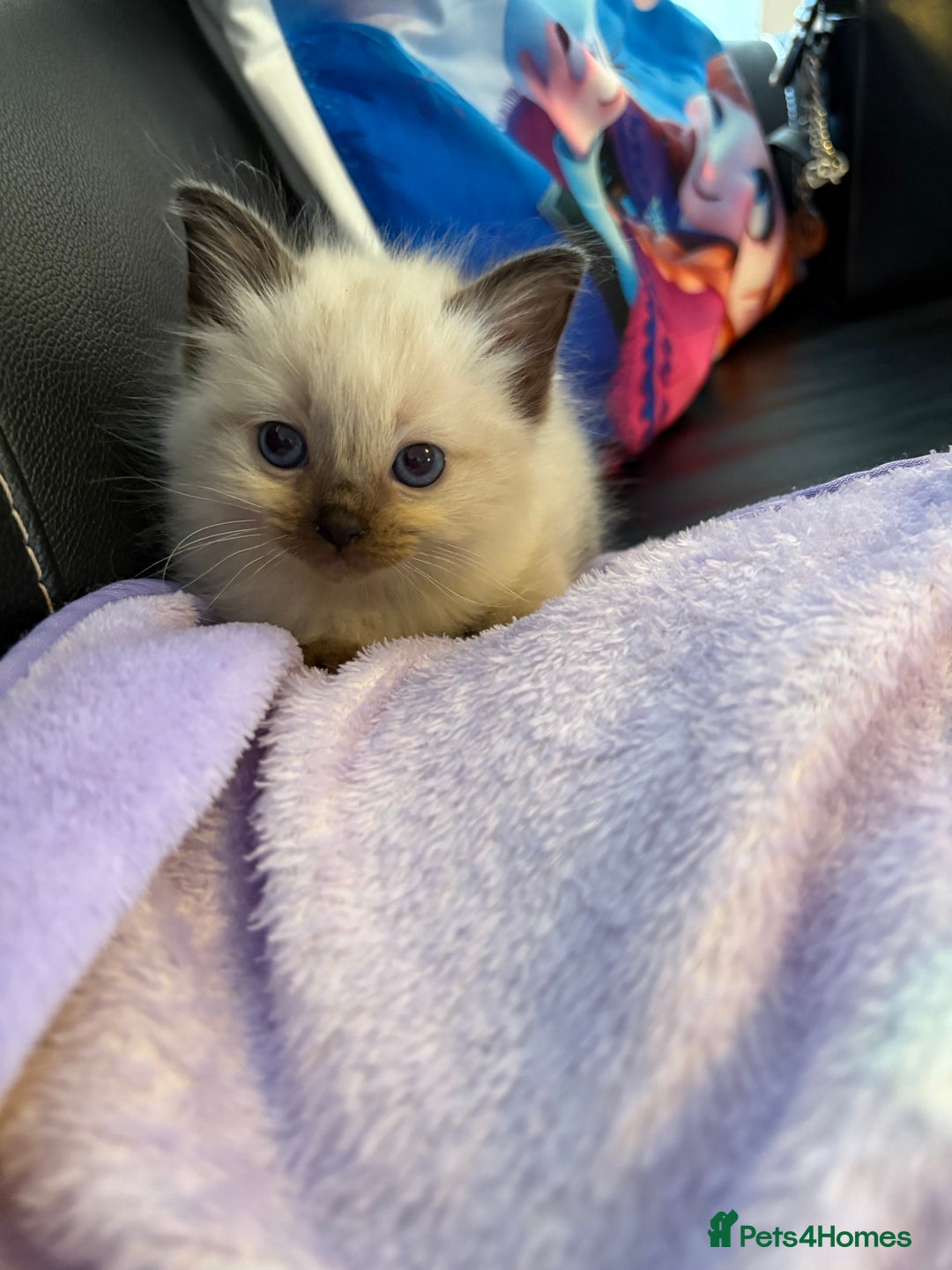 Ragdoll cats for sale: Stunning Ragdoll kittens ready for forever home - Image 1