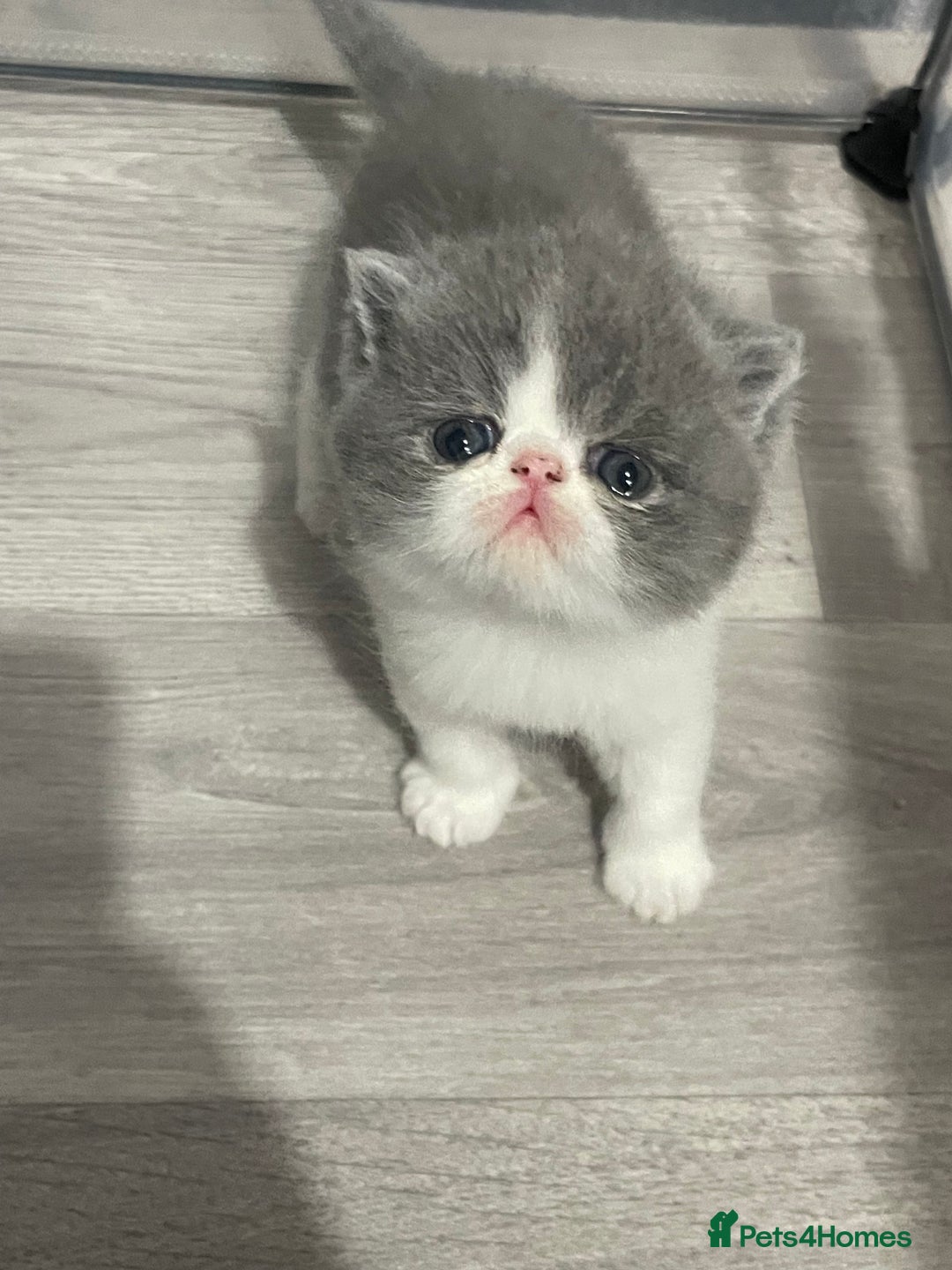 Exotic cats for sale: 🔥GCCF EXOTIC KITTENS READY DECEMBER  **  - Advert 18