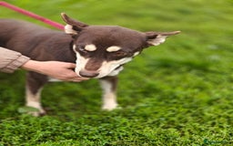 Mixed Breed dogs for adoption: 💖🐶 AZARA 🐶💖 - Image 17