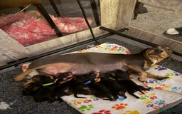 Miniature Dachshund dogs for sale: Black & Tan Miniature Dachshunds  - Image 1