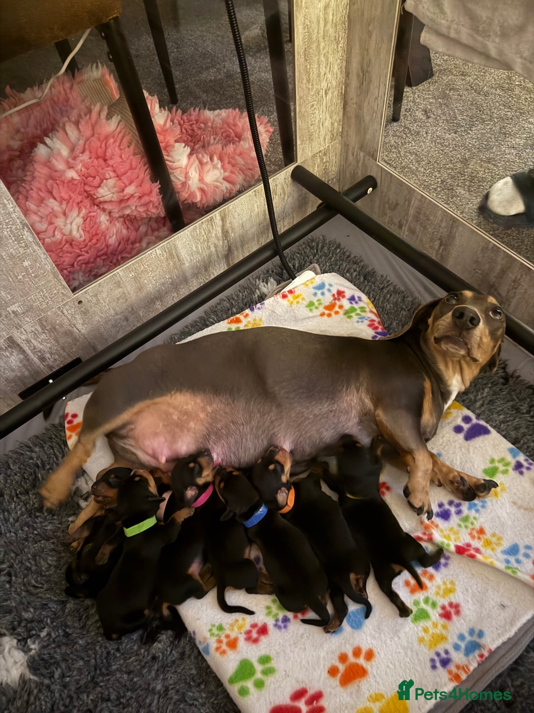 Miniature Dachshund dogs for sale: Black & Tan Miniature Dachshunds  - Image 1