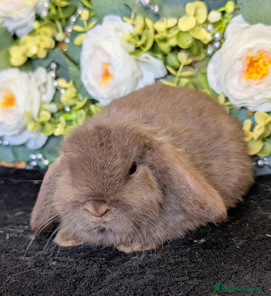 Mini Lop rabbits for sale: ❤️Stunning mini lop babies❤️ - Advert 15