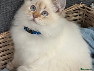 British Shorthair cats - Advert 27