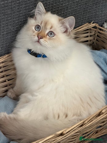 British Shorthair cats - Advert 6