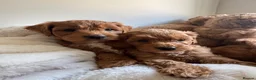 Cavapoo dogs for sale: Beautiful Cavapoo Puppies  - Advert 6