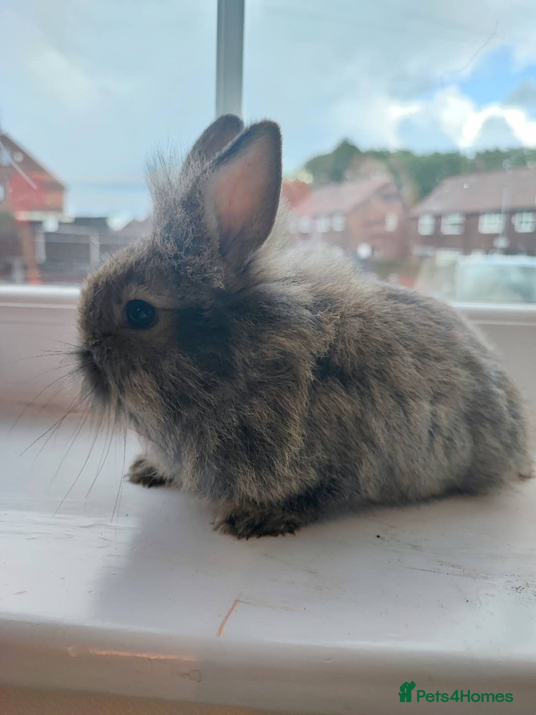 Dwarf Lop rabbits for sale: A cute little rabbit - Image 9