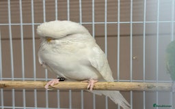 Budgerigars birds for sale: Baby budgies variety of colours  - Image 2