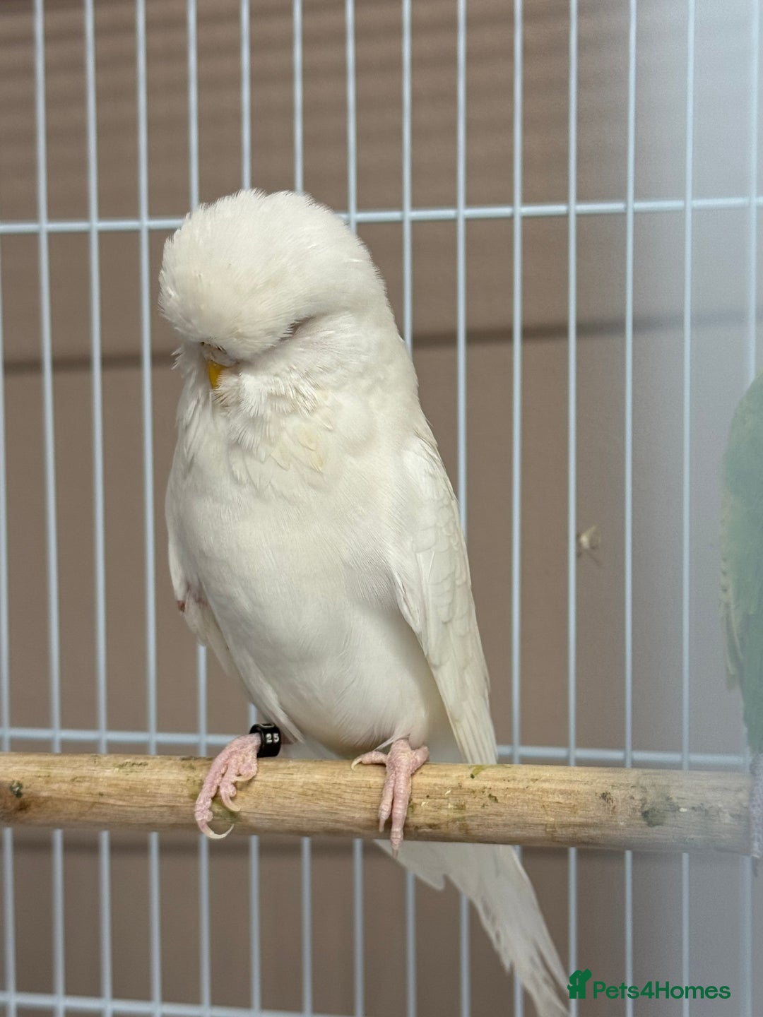 Budgerigars birds for sale: Baby budgies variety of colours  - Image 2