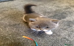 British Shorthair cats for sale: Beautiful health tested bsh kittens  - Image 6
