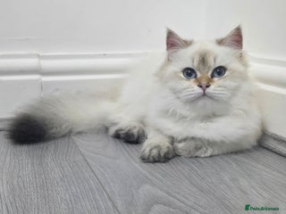 British Longhair cats Stunning Colour Point Girl - Advert 1