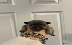 French Bulldog dogs for sale: The final 3 Kc registered French Bulldogs🐾 - Image 17
