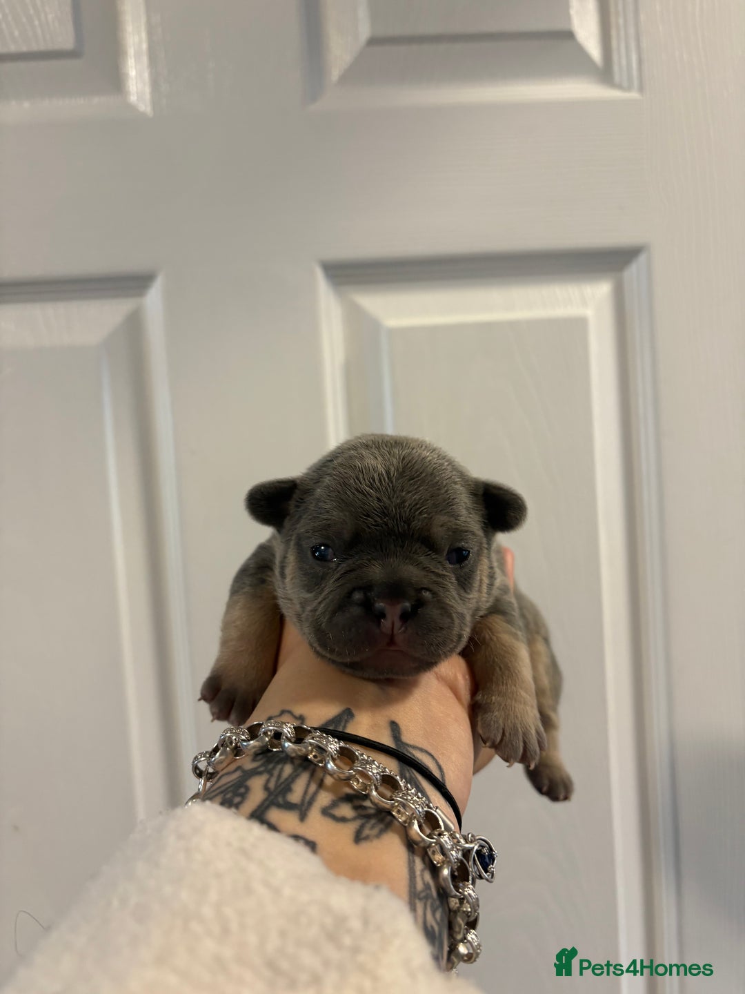 French Bulldog dogs for sale: The final 3 Kc registered French Bulldogs🐾 - Image 17