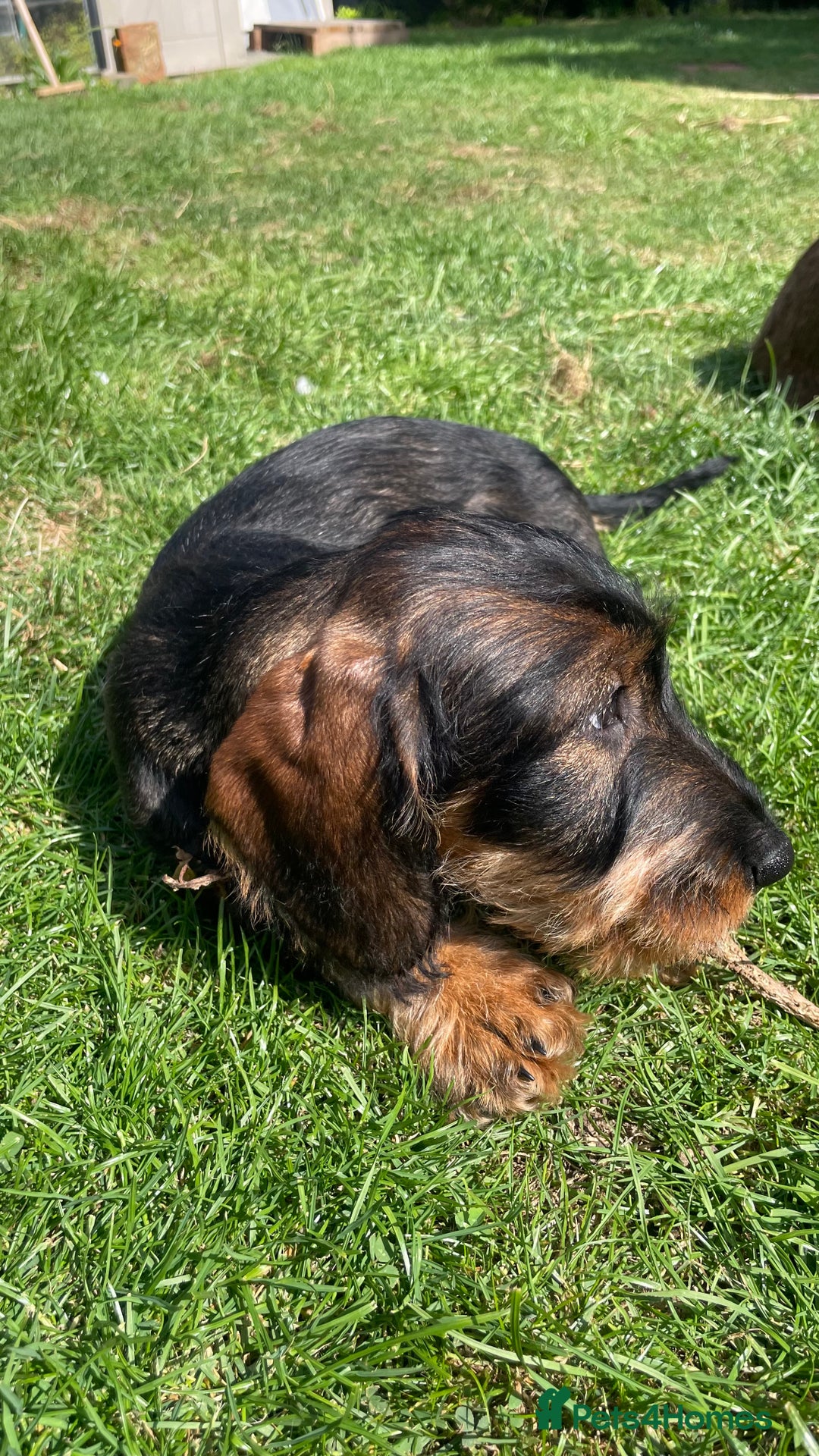 Dachshund dogs for sale: Standard Wirehair Dachshund  - Image 7