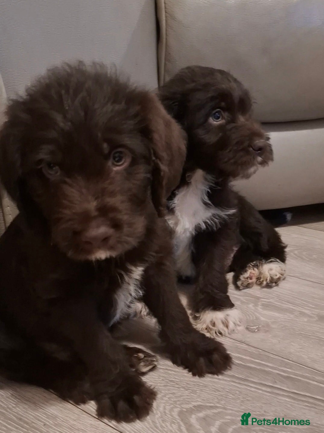 Labradoodle dogs Beautful labradoodle puppies available for sale  - Advert 5