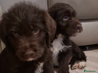Labradoodle dogs Beautful labradoodle puppies available for sale - Advert 5