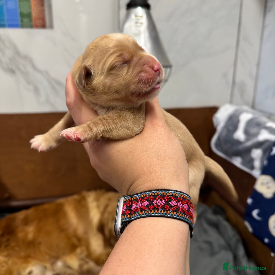 Golden Retriever dogs for sale: KC registered, Health Certificated, DARK SHOW Line - Image 10
