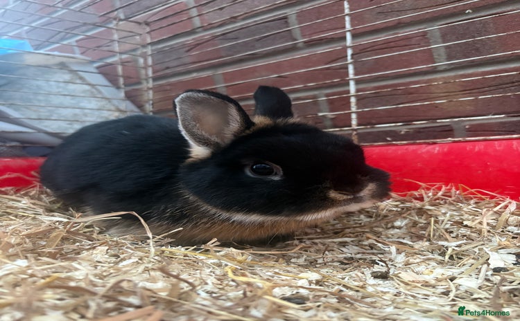 Netherland Dwarf rabbits - Advert 16