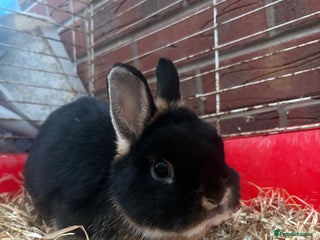 Netherland Dwarf rabbits - Advert 15