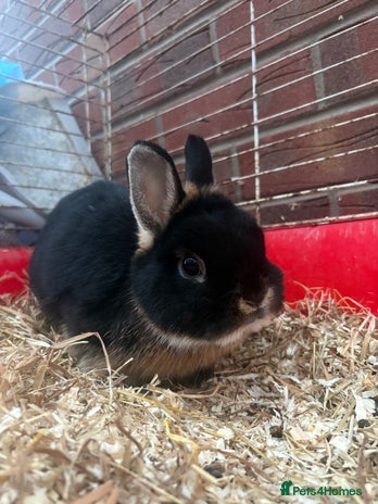 Netherland Dwarf rabbits - Advert 1