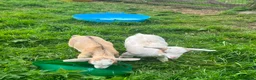Goats livestock for sale: Kids for Sale in Launceston - Advert 6
