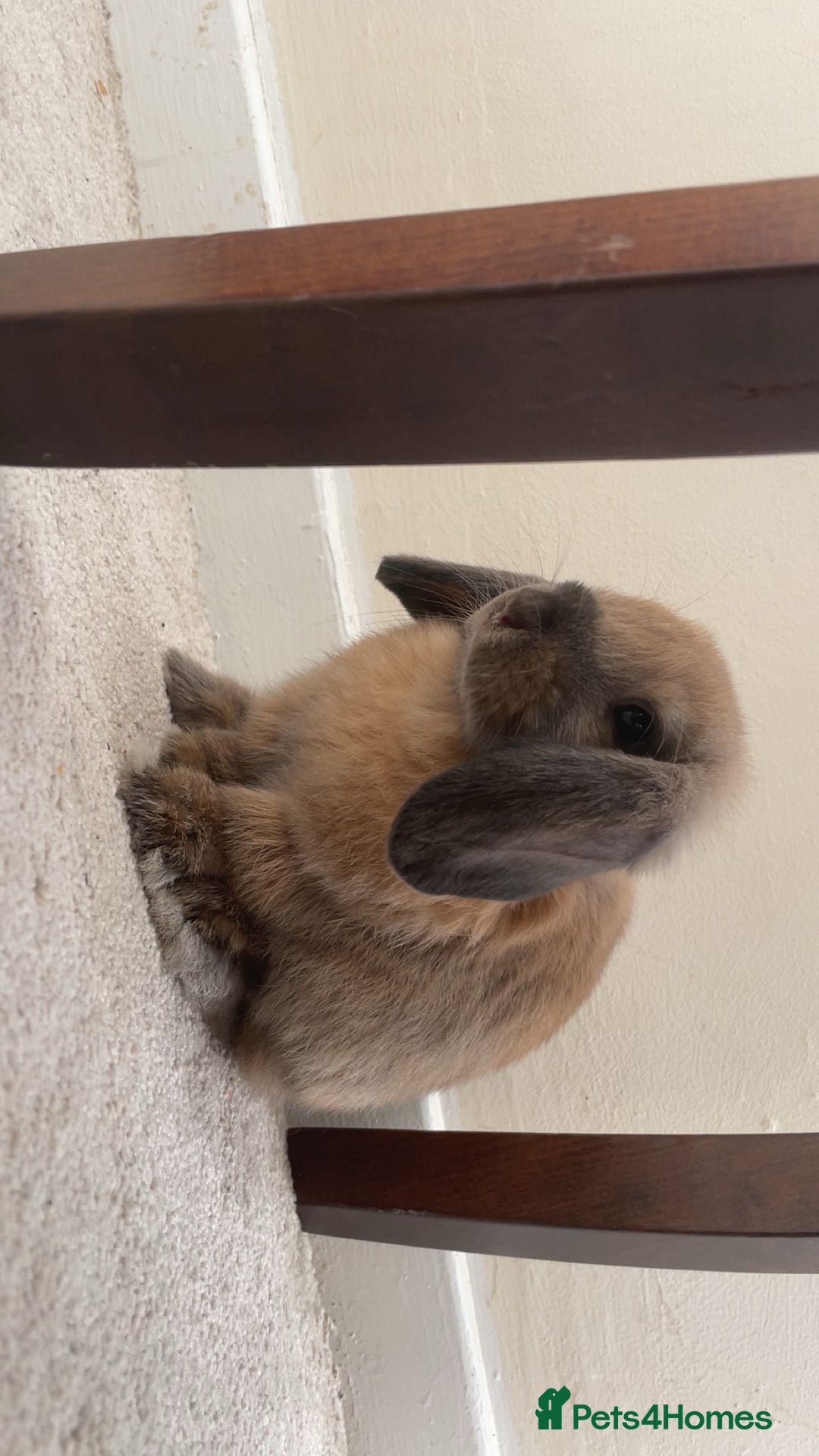 Mini Lop rabbits for sale: Meet Nyllah – Our Sweet Mini Lop Girl  - Advert 13