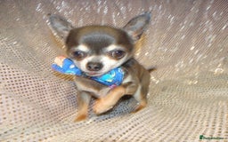 Maltese dogs for sale: XXXXS Tiny Maltese X Chihuahua F1 Malchi Boy Puppy - Image 7