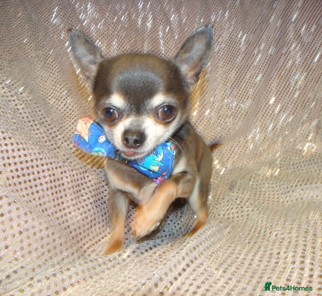 Maltese dogs for sale: XXXXS Tiny Maltese X Chihuahua F1 Malchi Boy Puppy - Image 7