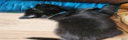 Sheprador dogs for sale: German Shepherd x Labrador pups - Advert 13