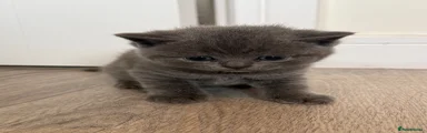 British Shorthair 1