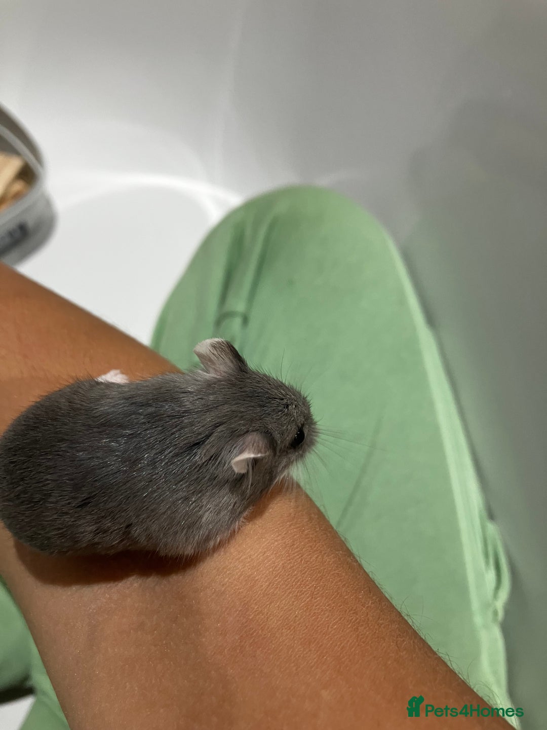 Hamster rodents for sale: Sweet Robo dwarf needs a loving home! 🐾🌾 - Image 2
