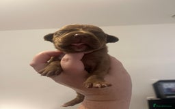 Mixed Breed dogs for sale: Cane corso x staff - Image 13