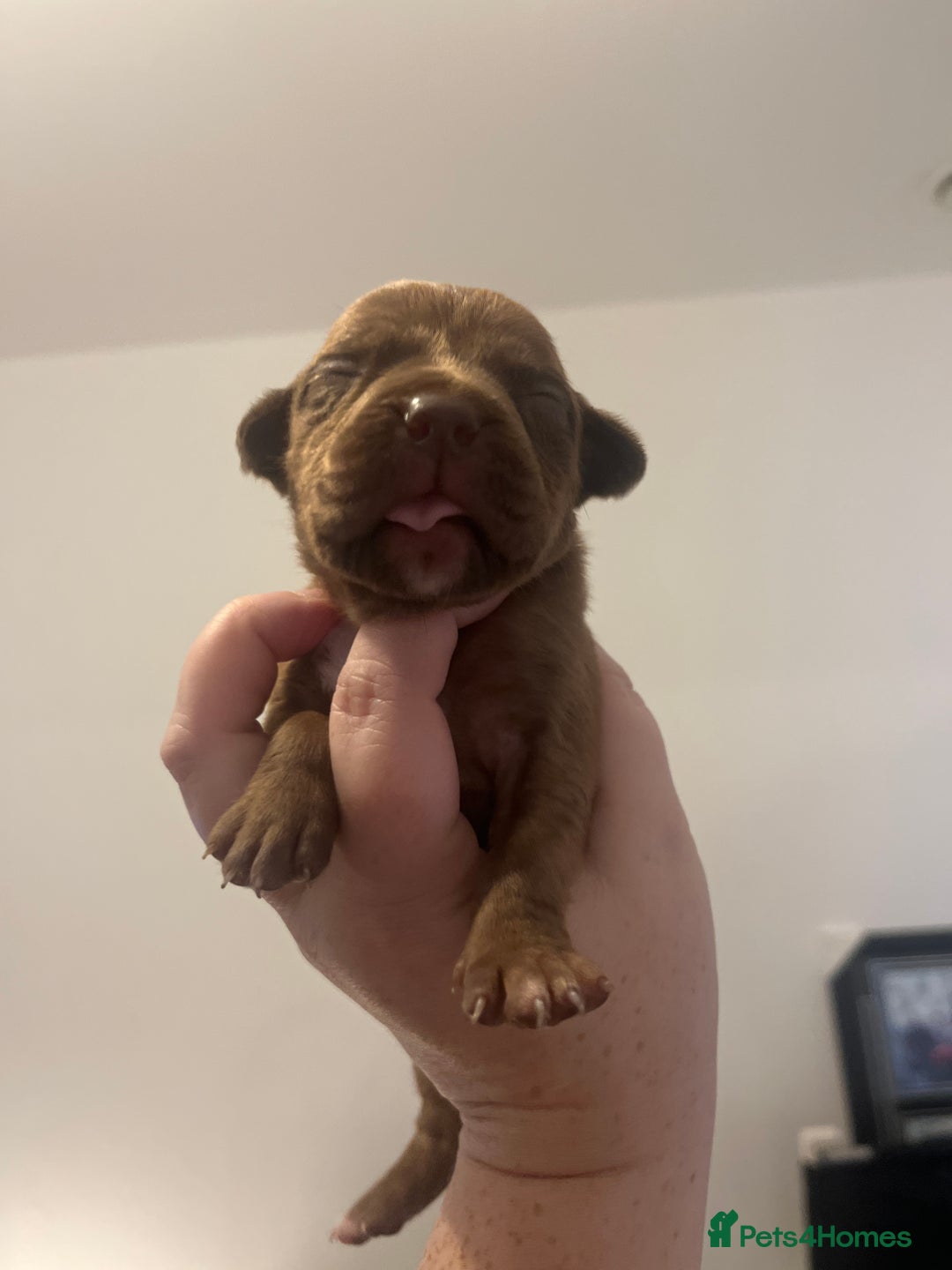 Mixed Breed dogs for sale: Cane corso x staff - Image 13
