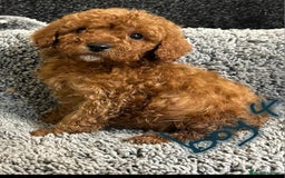 Cavapoo dogs for sale: Cavapoo puppies 🐶 FULLY HEALTH TESTED✅️  - Image 8