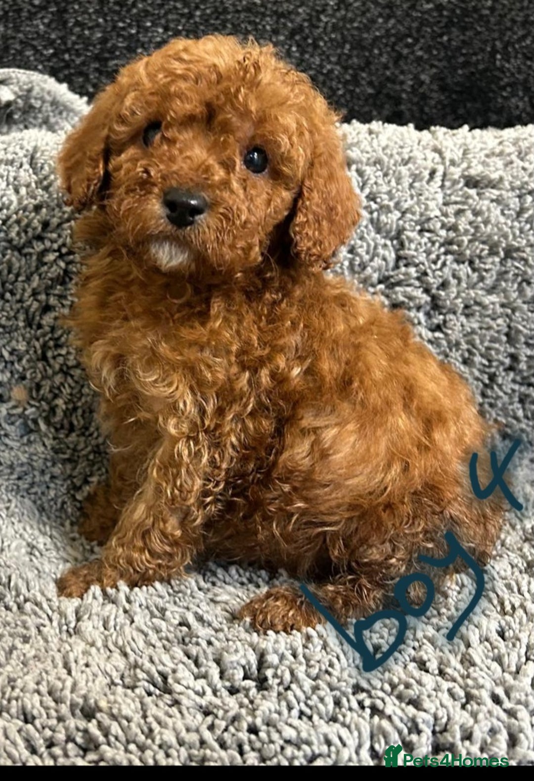 Cavapoo dogs for sale: Cavapoo puppies 🐶 FULLY HEALTH TESTED✅️  - Image 8