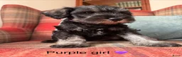 Miniature Schnauzer dogs for sale: KC registered, health tested puppies available  - Advert 15
