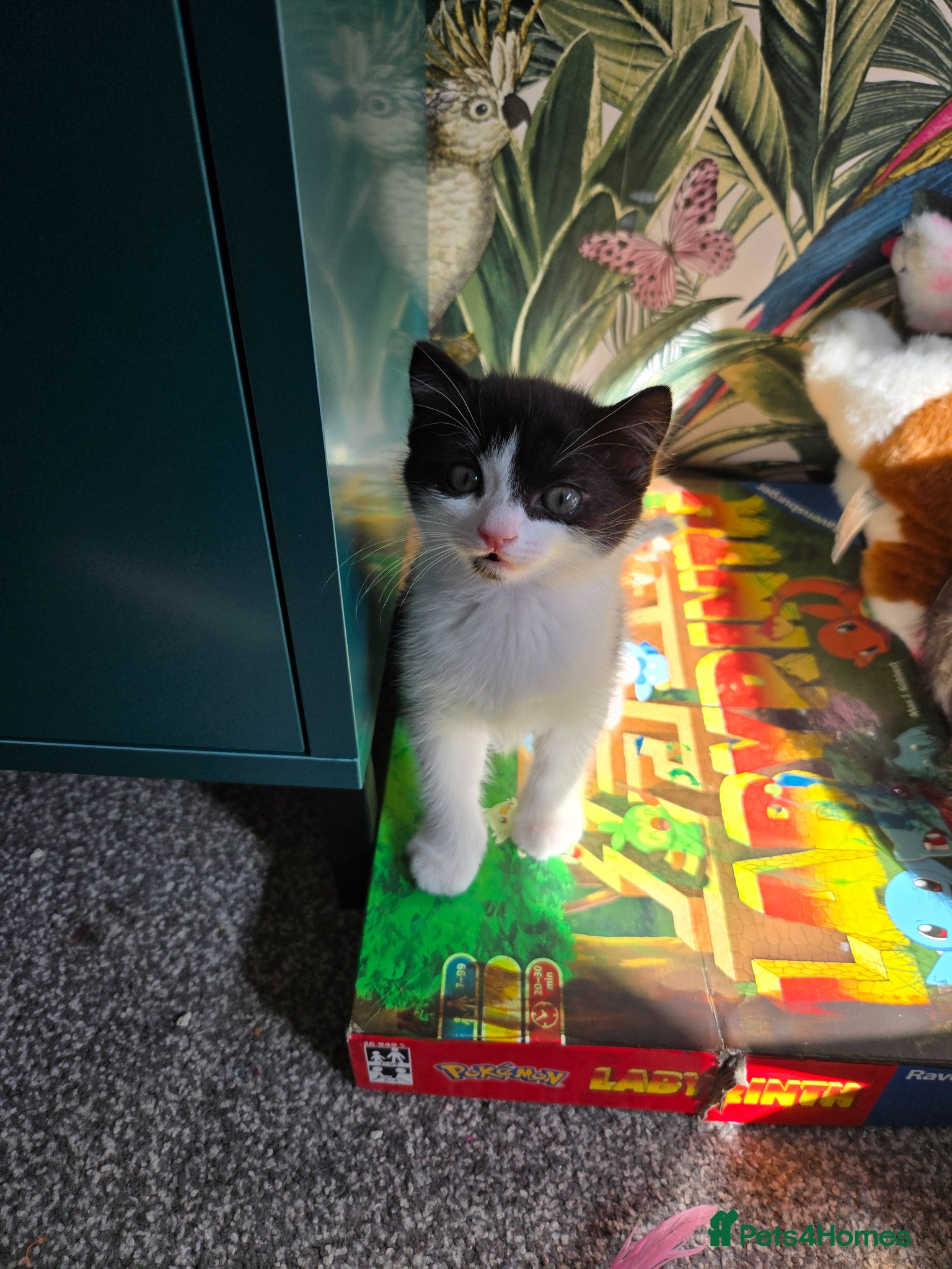Mixed Breed cats Beautiful Kittens Ready for Loving Homes 🐾 - Advert 2
