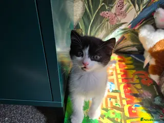 Mixed Breed cats Beautiful Kittens Ready for Loving Homes 🐾 - Advert 16