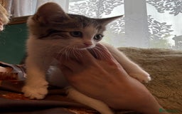 Siberian cats for sale: Last Stunning siberian cross kitten in Manchester - Image 7