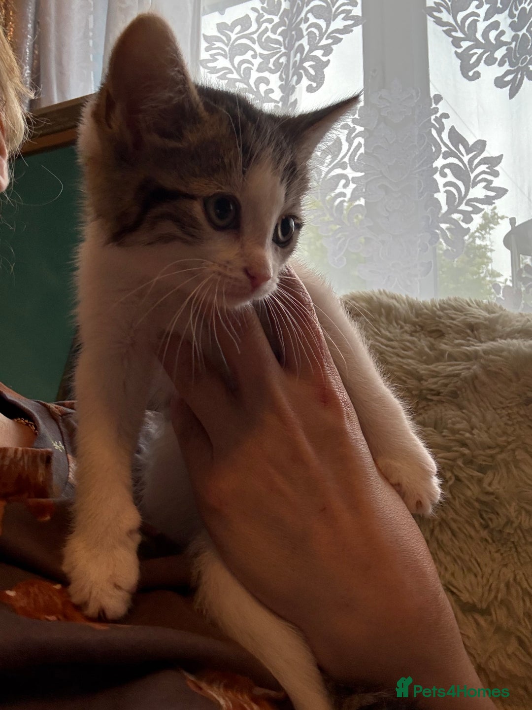Siberian cats for sale: Last Stunning siberian cross kitten in Manchester - Image 7