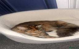 Maine Coon cats for sale: 2 mainecoon cats  - Advert 8