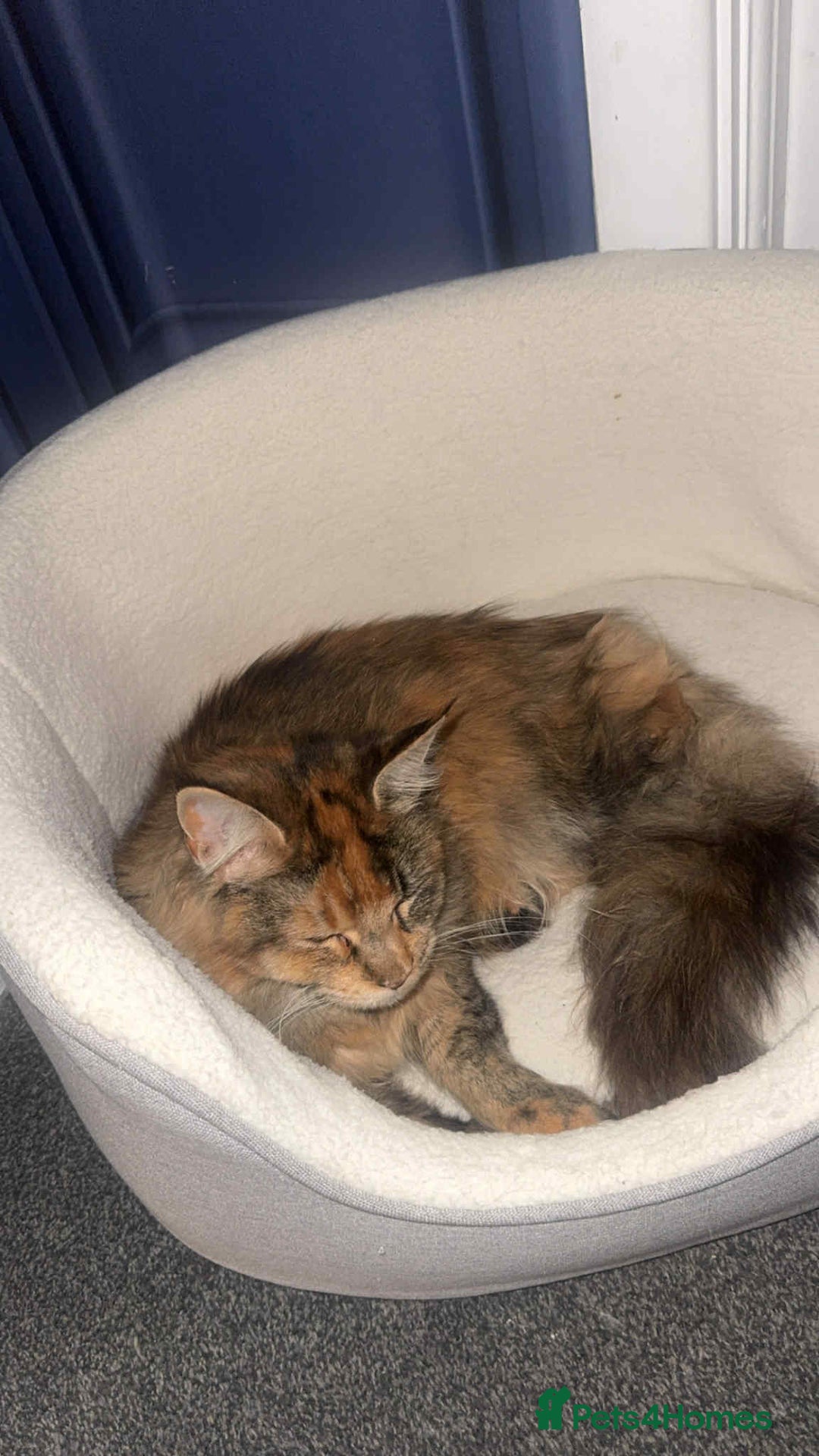 Maine Coon cats for sale: 2 mainecoon cats  - Advert 8